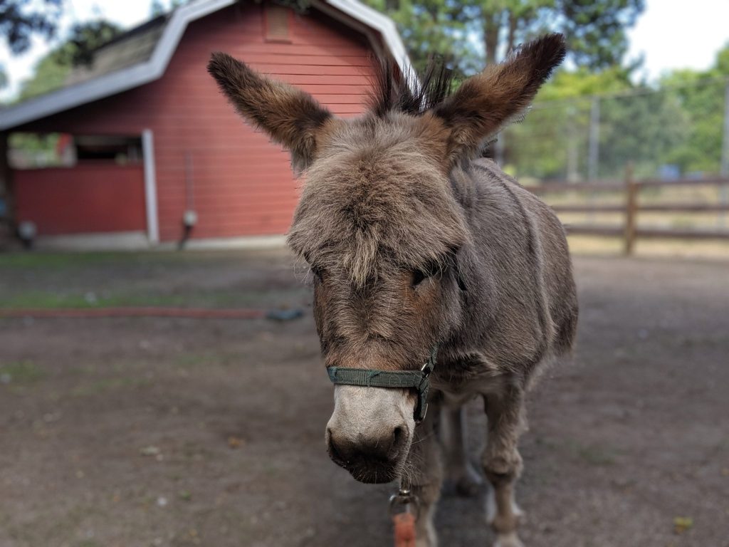 Donkey in the Beacon Hill park in Victoria British Columbia Canada