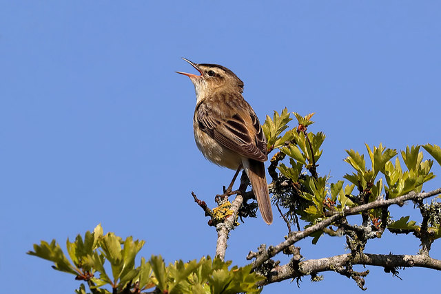 A sedge warbler